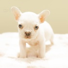 Prod�m �t��ata francouzsk�ho buldo�ka.