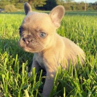 Prod�m �t��ata francouzsk�ho buldo�ka.