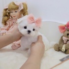 �t��ata pudla na prodej.