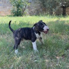 Bulteri�r �t��ata