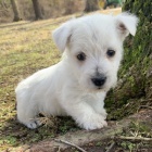 Prod�m o�kovan� �t��ata West Highland White Terriers