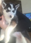 sibisk husky s krsnma modrma oima K Adopci.