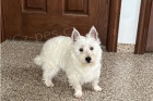 Kr�sn� �t���tka Westie.