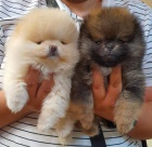 Pomeranian �t��ata