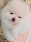 Pomeranian �t��ata