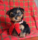 Vz�cn� �t��ata Yorkshirsk�ho teri�ra.