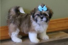 Vz�cn� �t��ata Shih Tzu.