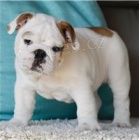 Vz�cn� �t��ata anglick�ho buldoka.