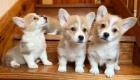 Pembroke Welsh Corgi �t��ata.