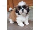 Mal� velikost Shih Tzu �t��ata.