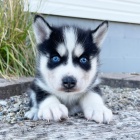 Sibisk husky s krsnma modrma oima adopce.