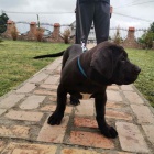 Africk� boerboel �t��ata