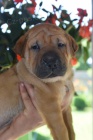 Shar Pei �t��ata