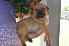 Shar Pei �t��ata