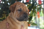Shar Pei �t��ata