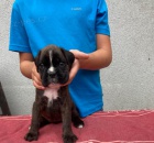 �t��ata n�meck�ho boxera s PP