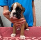 �t��ata n�meck�ho boxera s PP