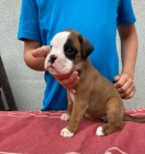 �t��ata n�meck�ho boxera s PP