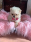 Ohromuj�c� �t��ata Pomeranian.