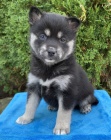 Prod�m �t��ata Pomsk�ho (k��enec sibi�sk�ho huskyho a pomeraniana).