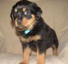 Prod�m �t��ata Rotvajlera.