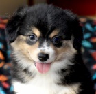 Prod�m o�kovan� a od�erven� �t��ata australsk�ho ov��ka