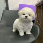 Prod�m o�kovan� mini �t��ata Bi�onka.