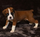 Prod�m kr�sn� �t��ata n�meck�ho Boxera