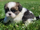 Prodm tata SHIH TZU