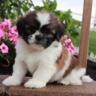 Prodm okovan a oderven tata SHIH TZU