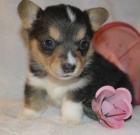 Prod�m o�kovan� mini �t��ata Pembroke Welsh Corgi.