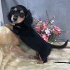 Prod�m o�kovan� �t��ata jezev��k�