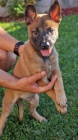 Belgick ovk malinois