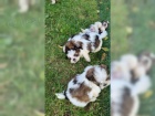�t��ata Shih Tzu