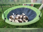�t��ata Shih Tzu