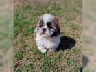 Shih Tzu �t��ata bez PP