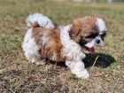 Shih Tzu �t��ata bez PP