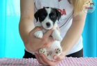 �t��ata Jack Russell Terrier po �ampionech s testy DNA s PP