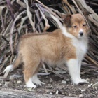 Prodm tata SHELTIE