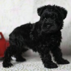 Kr�sn� a o�kovan� �ern� �t��ata mal�ho kn�ra�e pro Prodej.