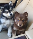 Prod�m kr�sn� �t��ata Pomsky