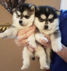 Prodm okovan tata Pomskies (kenec sibisk husky a pomeranian)