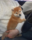 Prod�m o�kovan� a od�erven� �t��ata shiba inu