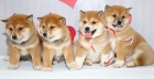 Prod�m o�kovan� a od�erven� �t��ata shiba inu