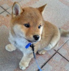 Prod�m o�kovan� a od�erven� �t��ata Shiba inu