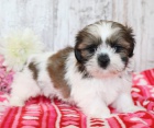 Prod�m mini �t��ata SHIH TZU