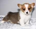 Okovan a oderven tata Pembroke Welsh Corgi k adopci.