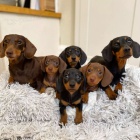 o�kovan� �t��ata jezev��k� k adopci