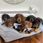 o�kovan� �t��ata jezev��k� k adopci