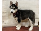 �t��ata sibi�sk�ho huskyho k adopci